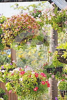 Hanging flower in basket for decorate