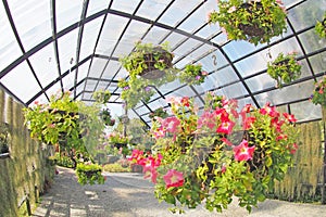 Hanging flower in basket for decorate