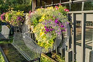 Hanging Flower Baskets 2