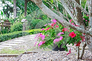 Hanging flower baskets