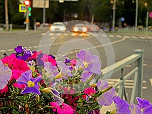 A hanging flower bed with a busy street in the blurred background