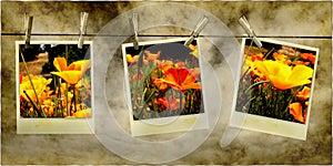 Hanging Flower Photos