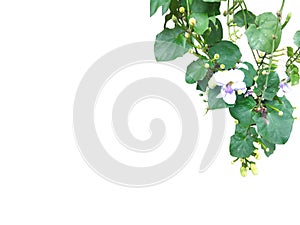 Hanging flower and plant of Thunbergia laurifolia isolated