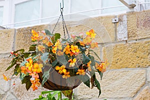 Hanging flower pot