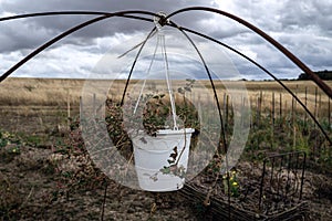 Hanging flower pot in front of golden fields in French permaculture garden