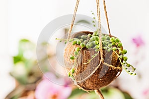 Hanging flower pot made of the coconut shell