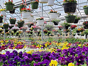 Hanging Flower Pots in Nursery