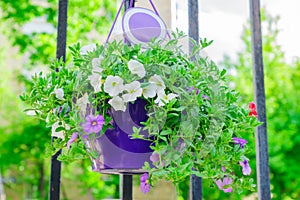 Hanging flowerbed with white and purple petunia fkowers in purple ceramic pot