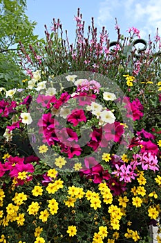 Hanging flowers, surfinia, verbena and baccopa