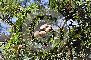 Hanging Fruits of African Kigelia