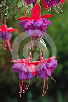 Hanging Fuchsia photo