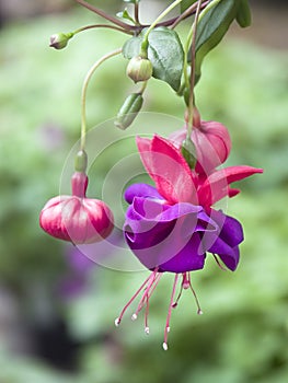 Hanging Fuchsia Flowers photo