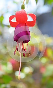 Hanging Fuchsia Maegllanica - Hummingbird Flower with Hues of Violet, Red, and Orange