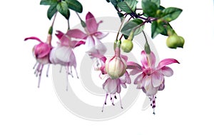 Hanging fuchsia plant