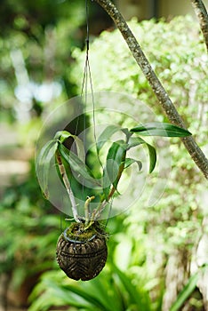 Hanging Garden. A flower coconut pot