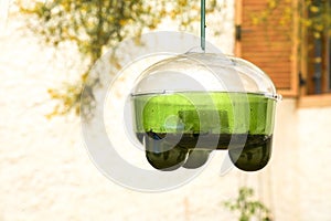 Hanging garden trap for wasps, hornets and flies