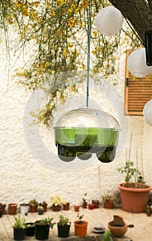 Hanging garden trap for wasps, hornets and flies