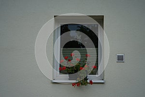 Hanging geraniums, Pelargonium peltatum, bloom with red flowers in a flower box in September.