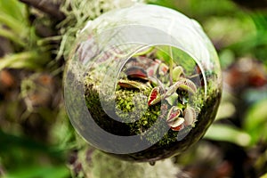 Hanging glass globe terrarium with tropical carnivorous plants