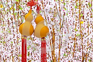 Hanging golden bottle gourd with blooming peach blossoms in background, amulet or accessories in Chinese New Year for fortune &