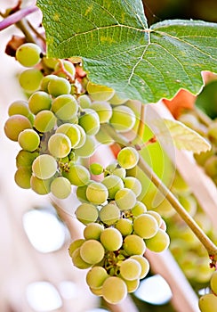 Hanging grape juicy natural fruit food