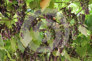 Hanging grapes
