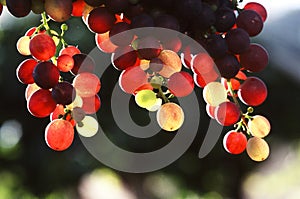 Hanging grapes