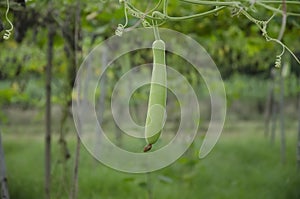 HANGING GREEN LONG GOURD WITH GREEN LEAVES WITH GREEN BACKGROUND. INDIAN LAUKI VEGETABLES PLANT IN THE GARDEN.