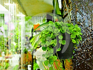 Hanging green plant