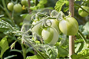 Hanging green unripe tomatoes on a tomato plant