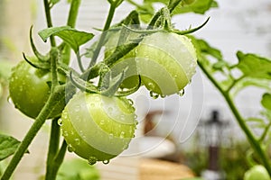 Hanging green unripe tomatoes on a tomato plant