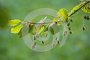 Hanging hairy male flowers and young leaves on a branch of a beech tree Fagus sylvatica in spring, natural green background,