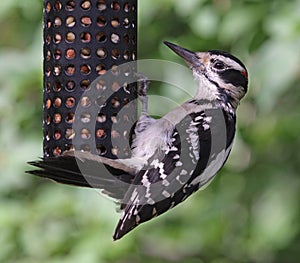 Hanging Hairy Woodpecker