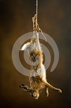 Hanging hare