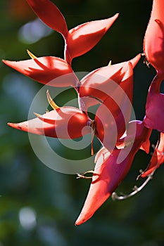Hanging Heliconia  810664