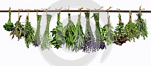 Hanging herbs