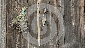 Hanging herbs and wheats bunchs on wooden wall