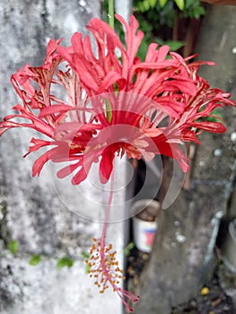 Hanging hibiscus or hanging hibiscus is a close relative of hibiscus plants.Scientific name: Hibiscus schizopetalus