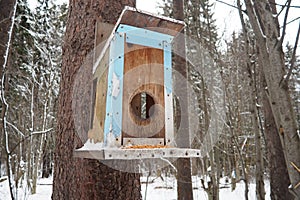 Hanging homemade feeder or platform for feeding birds and squirrels in winter and spring during hungry times. Feeders