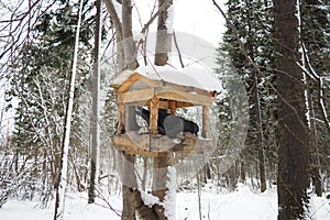 Hanging homemade feeder or platform for feeding birds and squirrels in winter and spring during hungry times. Feeders