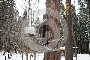 Hanging homemade feeder or platform for feeding birds and squirrels in winter and spring during hungry times. Feeders for birds