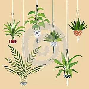 Hanging house plant. Indoor plants with macrame hanger. Scandinavian interior planting vector set