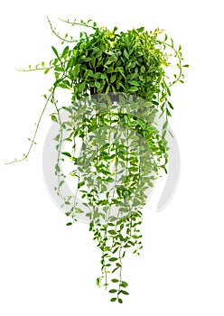 Hanging houseplant isolated