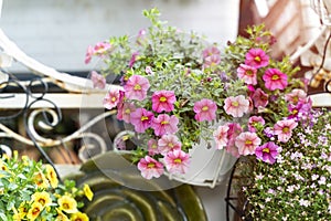 Hanging Hybrid pentunias flowe