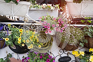 Hanging Hybrid pentunias flowe