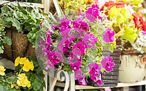 Hanging Hybrid pentunias flower