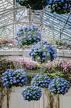 Hanging Hydrangeas - Longwood Gardens - PA