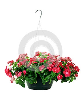 Hanging Impatiens