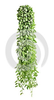 Hanging indoor houseplant for garden and home decoration