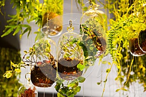 Hanging jars photo